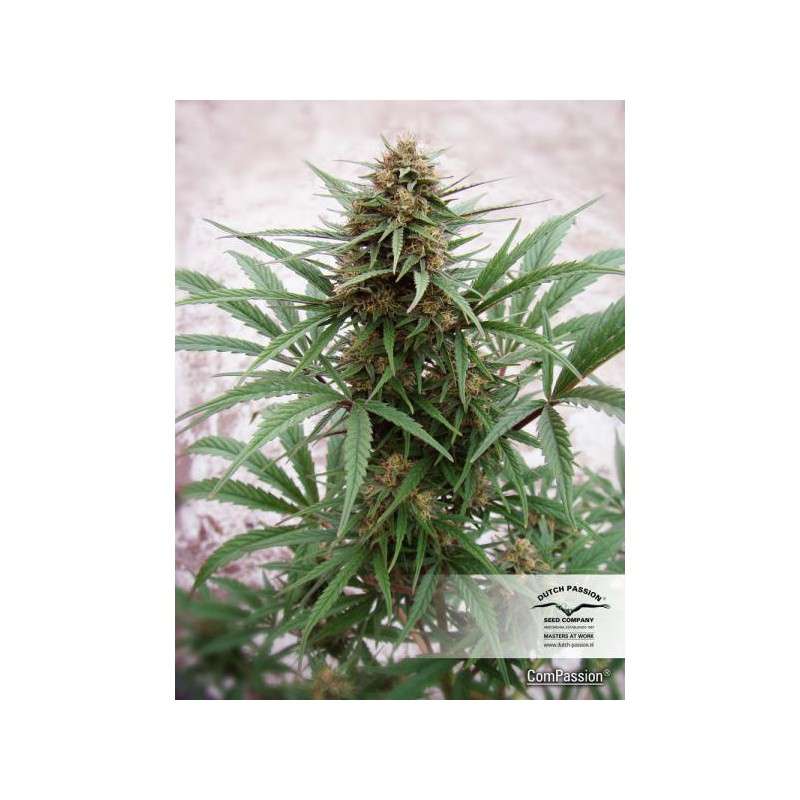 CBD Compassion® | Graines de cannabis discontinuées