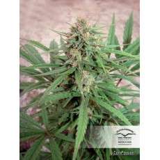 CBD Compassion® | Graines de cannabis discontinuées
