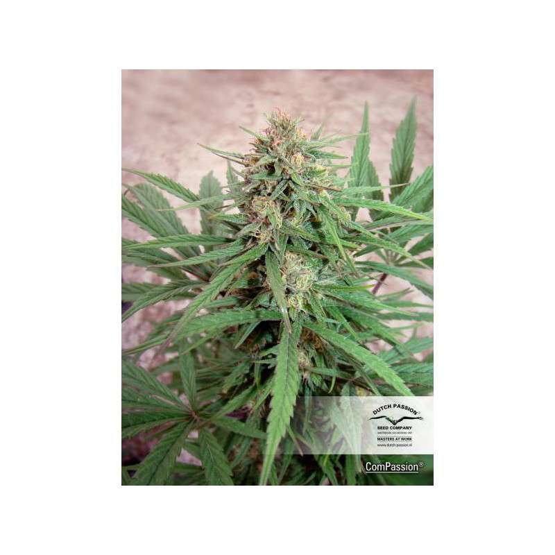 CBD Compassion® | Graines de cannabis discontinuées