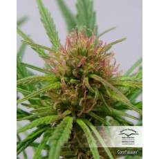 CBD Compassion® | Graines de cannabis discontinuées