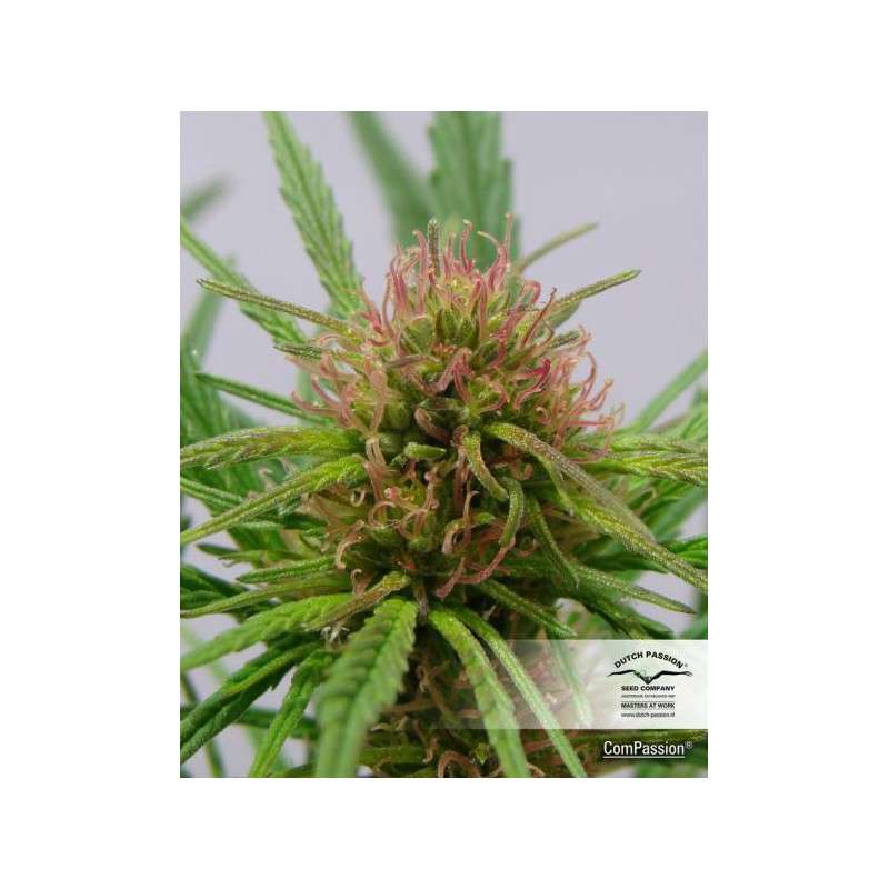 CBD Compassion® | Graines de cannabis discontinuées