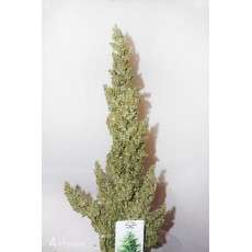 Auto Durban Poison® | Semi di cannabis fuori produzione