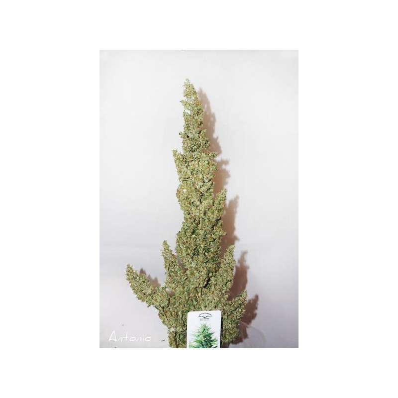 Auto Durban Poison® | Semi di cannabis fuori produzione