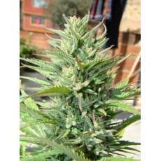 Auto Durban Poison® | Semi di cannabis fuori produzione