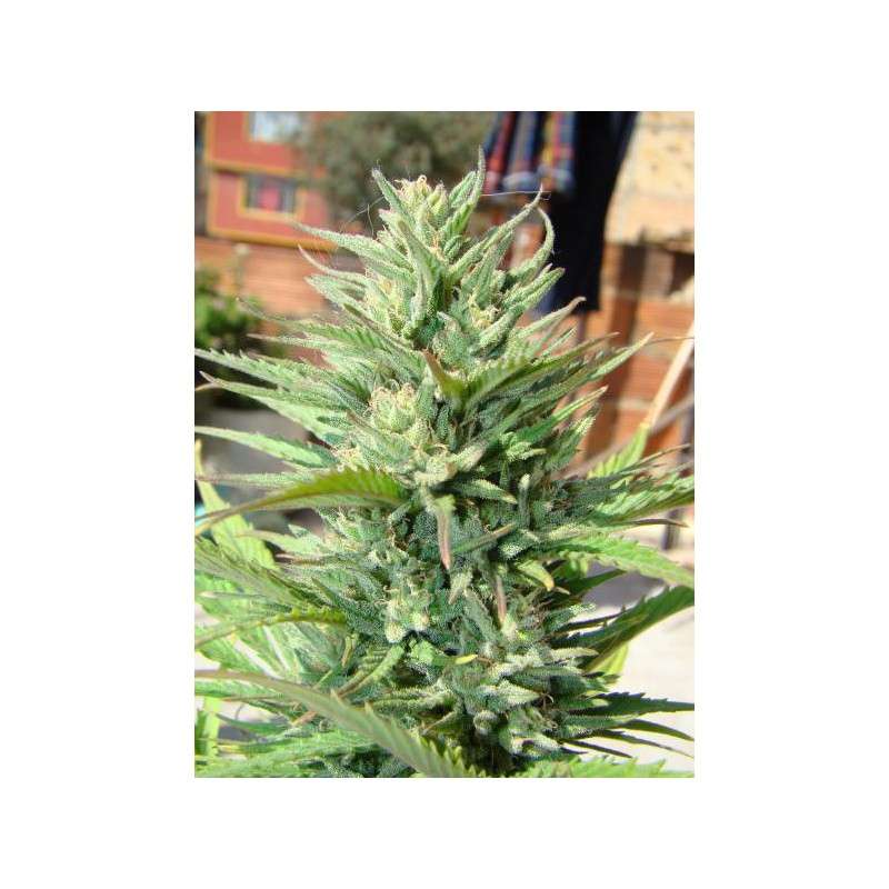 Auto Durban Poison® | Semi di cannabis fuori produzione