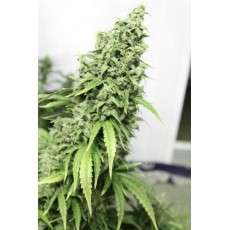 Auto Durban Poison® | Semi di cannabis fuori produzione