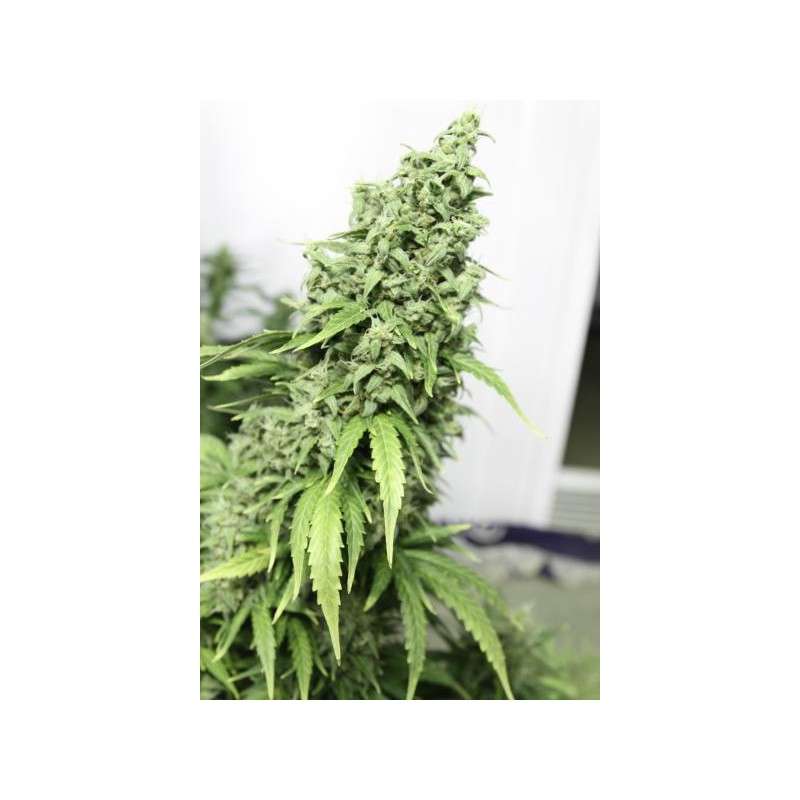 Auto Durban Poison® | Semi di cannabis fuori produzione
