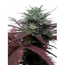 Buy Brainstorm® Feminised Seeds | Dutch Passion UK
