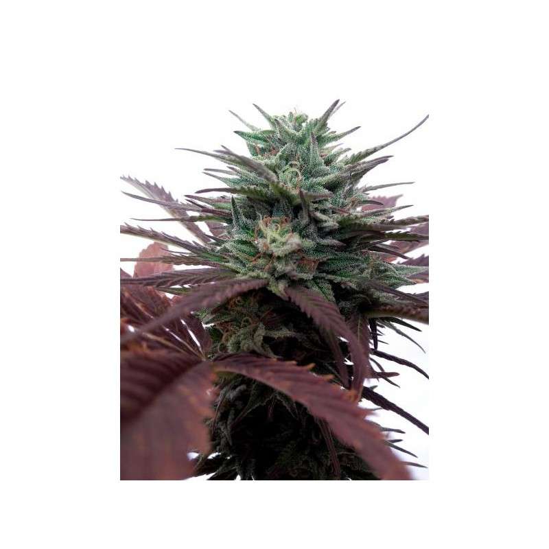 Buy Brainstorm® Feminised Seeds | Dutch Passion UK