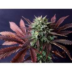 Buy Brainstorm® Feminised Seeds | Dutch Passion UK