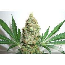 Buy Brainstorm® Feminised Seeds | Dutch Passion UK