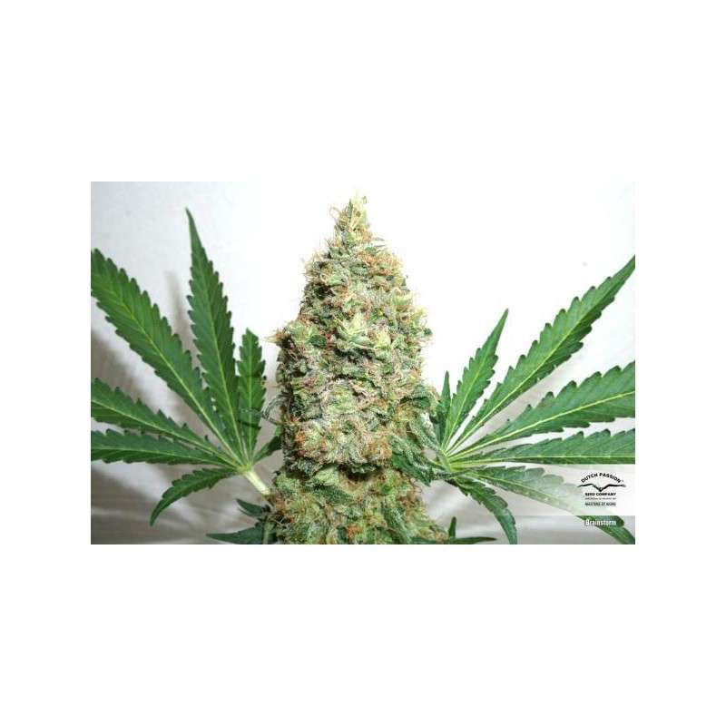 Buy Brainstorm® Feminised Seeds | Dutch Passion UK