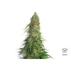 Buy Brainstorm® Feminised Seeds | Dutch Passion UK