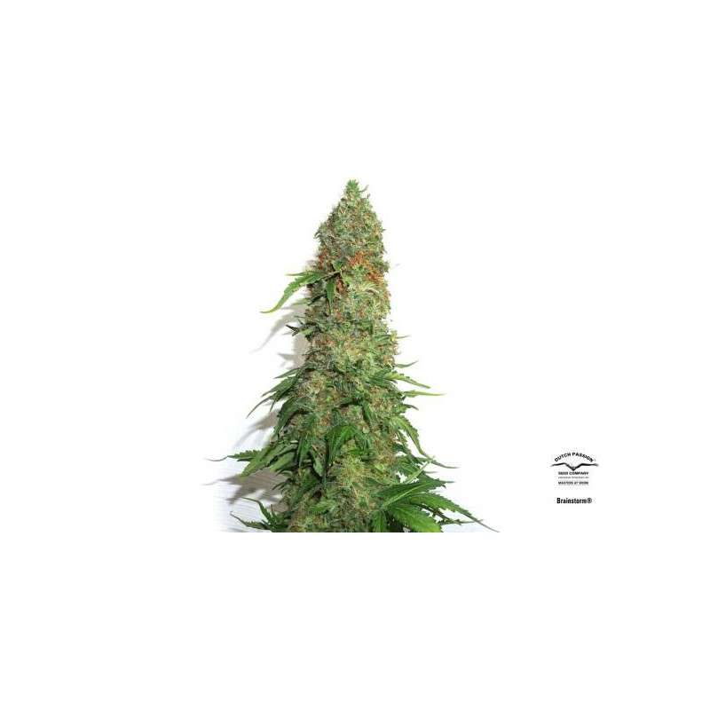 Buy Brainstorm® Feminised Seeds | Dutch Passion UK