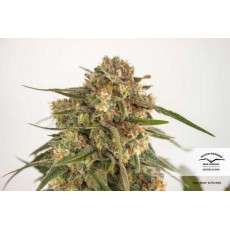 Forest Dream® | Semi di cannabis fuori produzione