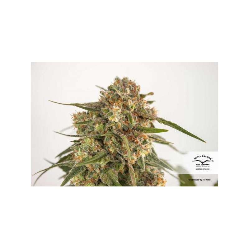 Forest Dream® | Semi di cannabis fuori produzione