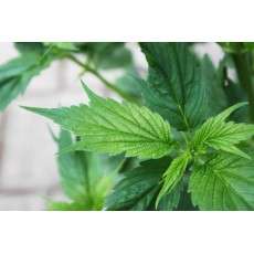 Buy Frisian Duck® Feminised Seeds | Dutch Passion UK Buy Frisian Duck® Feminised Seeds | Dutch Passion UK