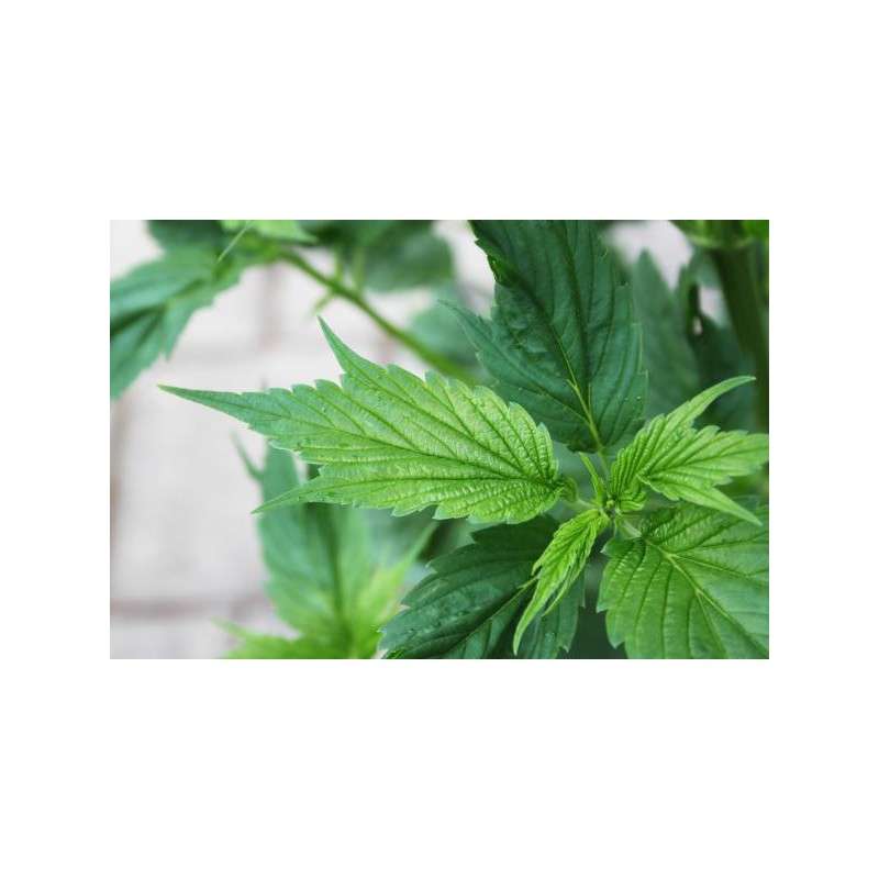 Buy Frisian Duck® Feminised Seeds | Dutch Passion UK Buy Frisian Duck® Feminised Seeds | Dutch Passion UK