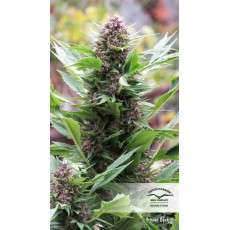 Buy Frisian Duck® Feminised Seeds | Dutch Passion UK Buy Frisian Duck® Feminised Seeds | Dutch Passion UK