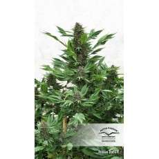 Buy Frisian Duck® Feminised Seeds | Dutch Passion UK Buy Frisian Duck® Feminised Seeds | Dutch Passion UK