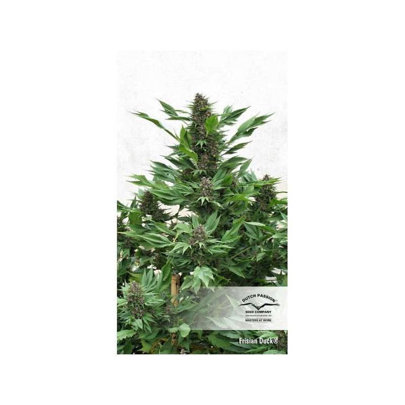 Buy Frisian Duck® Feminised Seeds | Dutch Passion UK Buy Frisian Duck® Feminised Seeds | Dutch Passion UK