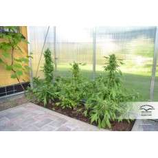 Auto Duck® - Autoflower Cannabis-Samen Kaufen | Dutch Passion DE Auto Duck® - Autoflower Cannabis-Samen Kaufen | Dutch Passion DE