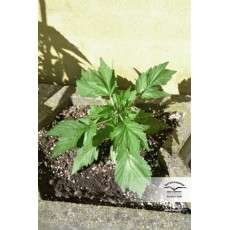 Auto Duck® - Autoflower Cannabis-Samen Kaufen | Dutch Passion DE Auto Duck® - Autoflower Cannabis-Samen Kaufen | Dutch Passion DE