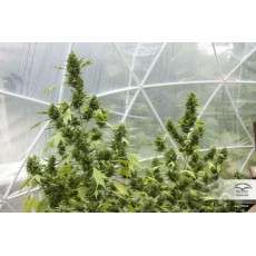 Auto Duck® - Autoflower Cannabis-Samen Kaufen | Dutch Passion DE Auto Duck® - Autoflower Cannabis-Samen Kaufen | Dutch Passion DE