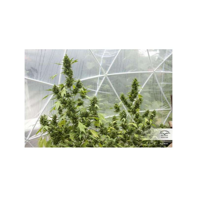 Auto Duck® - Autoflower Cannabis-Samen Kaufen | Dutch Passion DE Auto Duck® - Autoflower Cannabis-Samen Kaufen | Dutch Passion DE