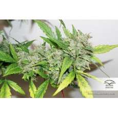 CBD Auto Compassion Lime® Cannabis Seeds (Discontinued)