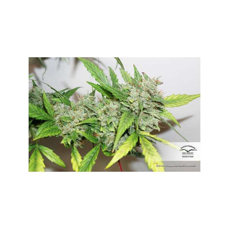 CBD Auto Compassion Lime® Cannabis Seeds (Discontinued)