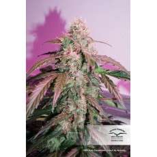 CBD Auto Compassion Lime® Cannabis Seeds (Discontinued)