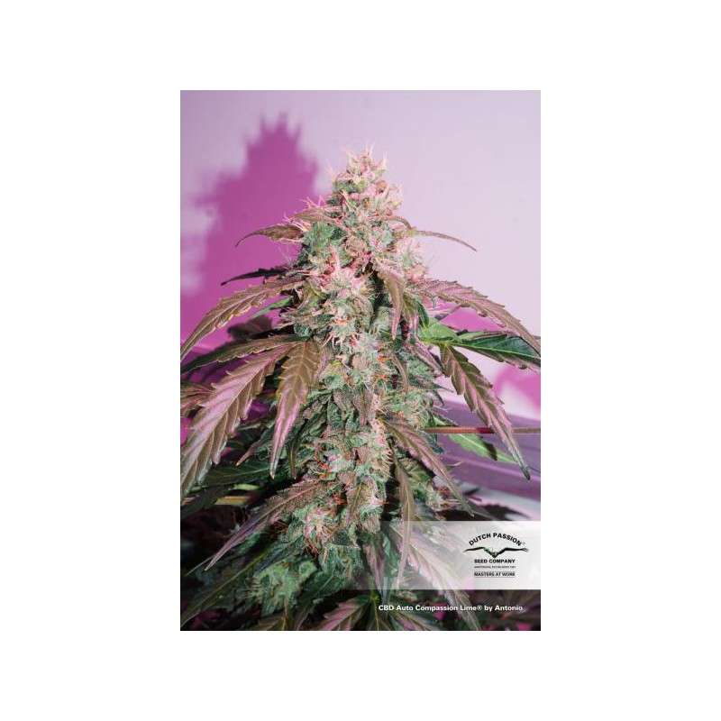CBD Auto Compassion Lime® Cannabis Seeds (Discontinued)