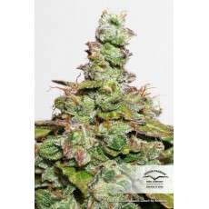 CBD Auto Compassion Lime® Cannabis Seeds (Discontinued)