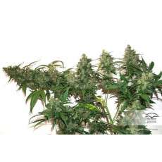 CBD Auto Compassion Lime® Cannabis Seeds (Discontinued)
