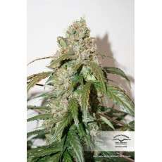 CBD Auto White Widow® - Semillas de Cannabis Auto | Dutch Passion CBD Auto White Widow® - Semillas de Cannabis Auto | Dutch Passion