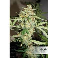 CBD Auto White Widow® - Semillas de Cannabis Auto | Dutch Passion CBD Auto White Widow® - Semillas de Cannabis Auto | Dutch Passion