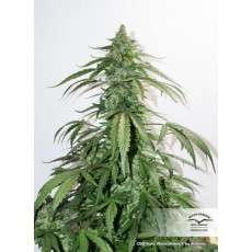 CBD Auto White Widow® - Semillas de Cannabis Auto | Dutch Passion CBD Auto White Widow® - Semillas de Cannabis Auto | Dutch Passion