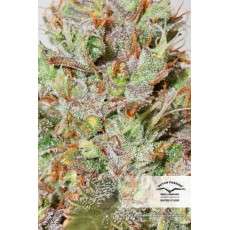 CBD Auto White Widow® - Semillas de Cannabis Auto | Dutch Passion CBD Auto White Widow® - Semillas de Cannabis Auto | Dutch Passion