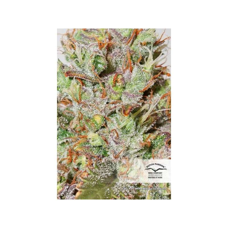 CBD Auto White Widow® - Semillas de Cannabis Auto | Dutch Passion CBD Auto White Widow® - Semillas de Cannabis Auto | Dutch Passion