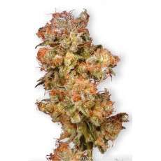 Skywalker® Cannabis Seeds (Discontinued) | Dutch Passion
