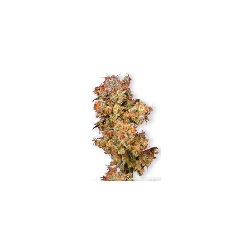 Skywalker® Cannabis Seeds (Discontinued) | Dutch Passion