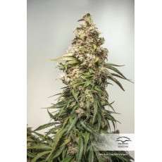 Compra semillas de cannabis CBD Auto Charlotte's Angel® | Dutch Passion