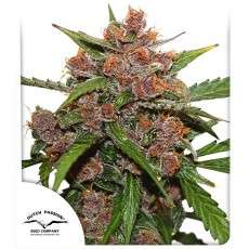 Auto Frisian Dew® | Graines de cannabis discontinuées