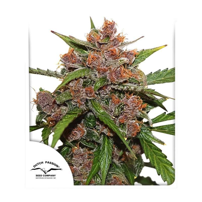 Auto Frisian Dew® | Graines de cannabis discontinuées