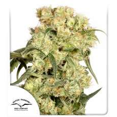 Freddy's Best® (haze) | Graines de cannabis discontinuées