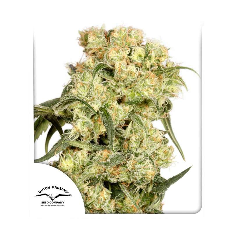 Freddy's Best® (haze) | Graines de cannabis discontinuées