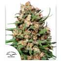 Compra semillas regulares Skunk # 1® | Dutch Passion