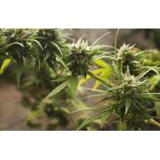 Trance® Cannabis Seeds (Discontinued) | Dutch Passion