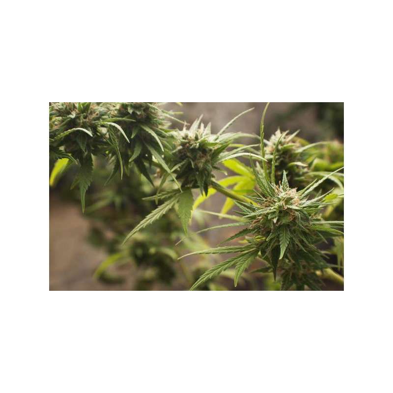 Trance® Cannabis Seeds (Discontinued) | Dutch Passion